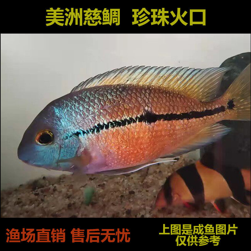 美洲慈鲷珍珠火口鱼苗热带鱼淡水好养易活小鱼中型观赏鱼好看的鱼
