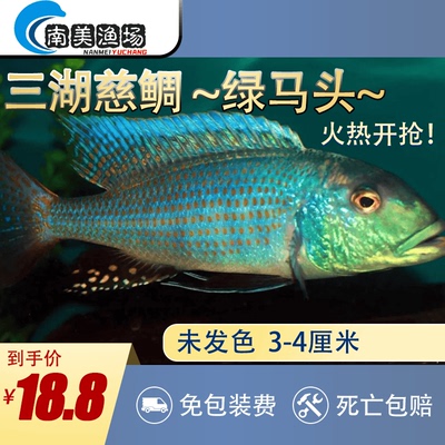 三湖慈鲷绿马头热带淡水鱼
