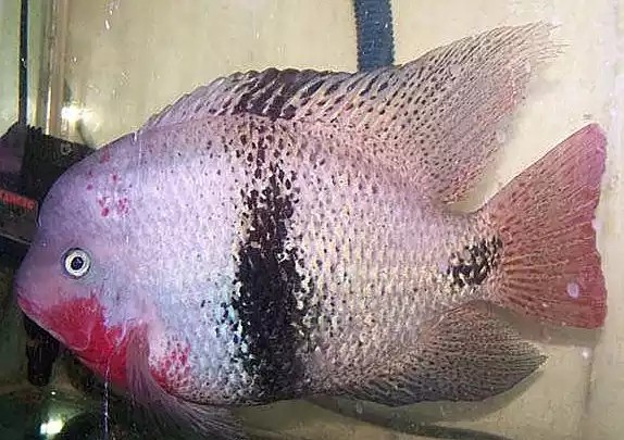 胭脂火口一线天淡水慈鲷美雕腮红鱼苗室内热带鱼观赏鱼中型可繁殖