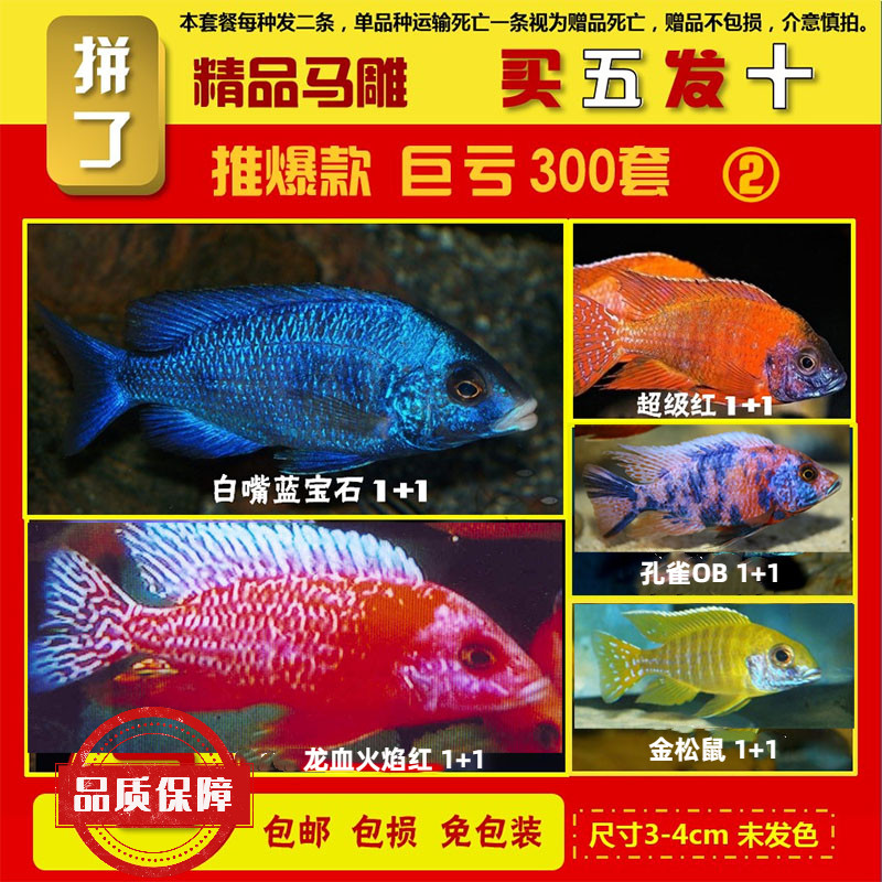 家用鱼缸观赏鱼懒人鱼鱼苗三湖慈鲷孔雀类易存活彩色高档混养套餐