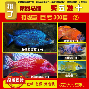 家用鱼缸观赏鱼懒人鱼鱼苗三湖慈鲷孔雀类易存活彩色高档混养套餐