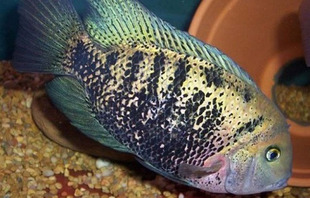 慈鲷黄金大将大中型鱼罕见猛鱼热带观赏鱼耐活大鱼易活凶猛食肉鱼