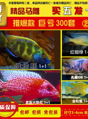 三湖慈鲷鱼苗马鲷混养套餐