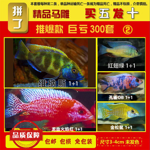 三湖慈鲷鱼苗马鲷混养套餐岩栖小鱼活家用鱼缸观赏鱼高颜值淡水鱼