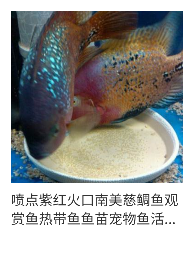 喷点紫红慈鲷鱼苗好看好养的高级观赏鱼好养耐活自来水生命力强的