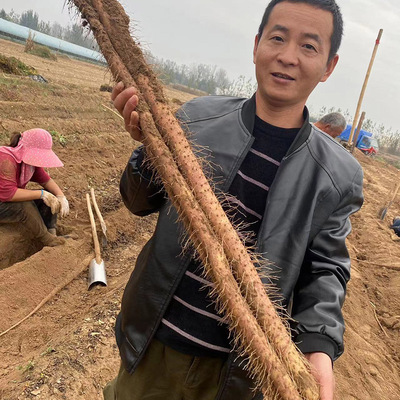 菏泽陈集西施山药，自己种植