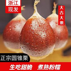 浙BA菇勇者庆元特产新鲜庆元锥栗生新鲜小板栗生板栗圆锥栗板栗仁