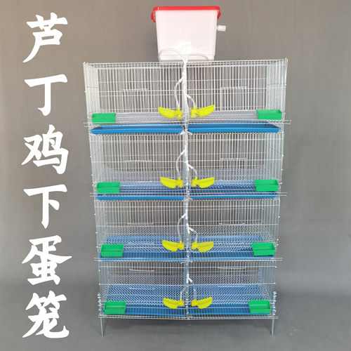 芦丁鸡专用笼自动饮水自动出蛋