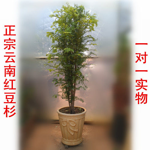 正宗云南红豆杉树苗 红豆杉1.6m高易养护 盆景盆栽一对一实物