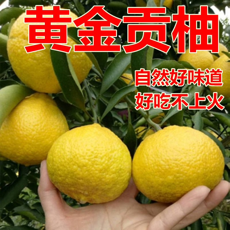 正宗湖南怀化洪江黄金贡柚桔柚新鲜甜柚礼盒装象山青岩垅小柚子