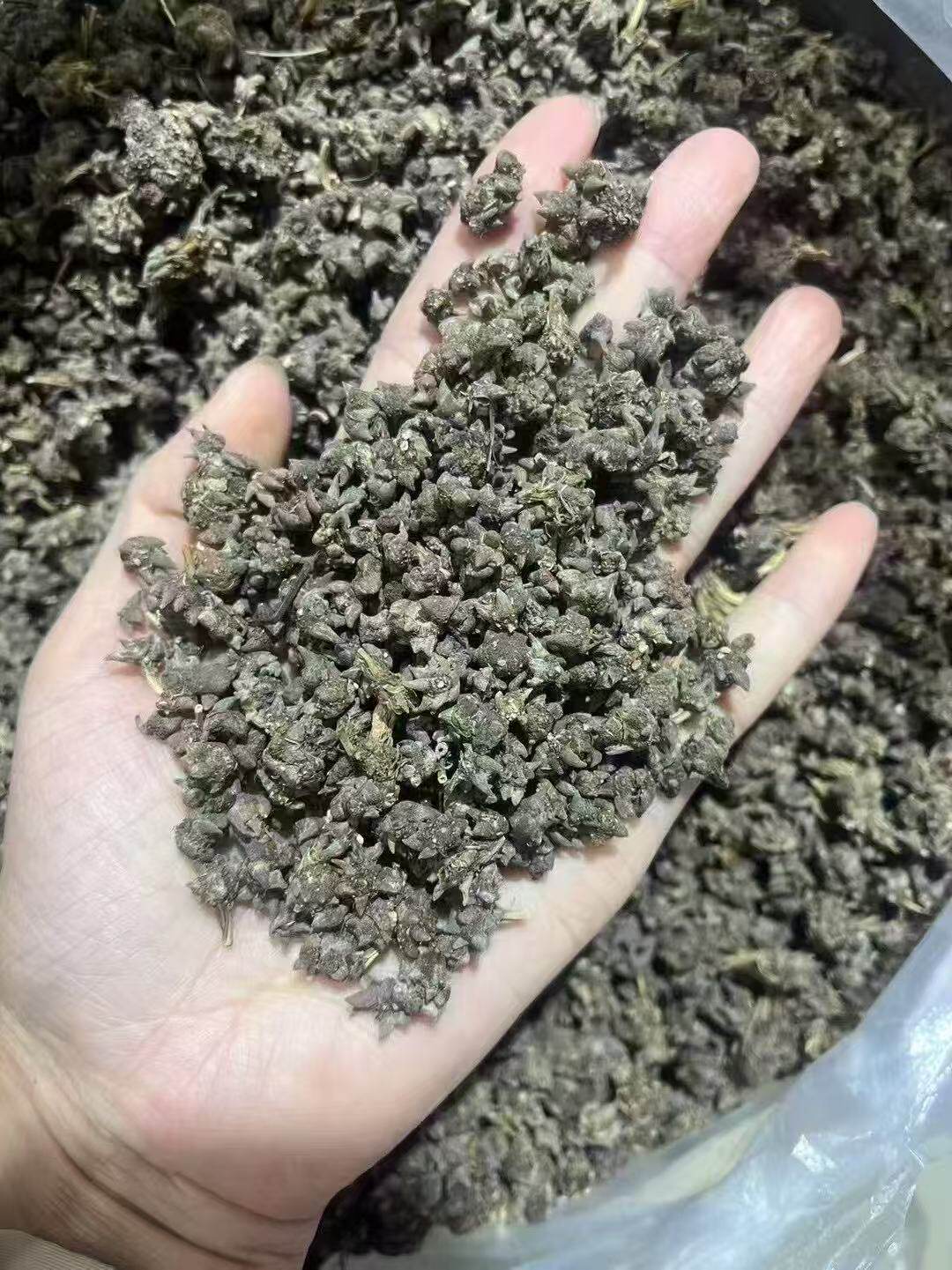 正宗野生猫爪草500g新鲜纯天然无硫中药材泡水炖汤喝三散草