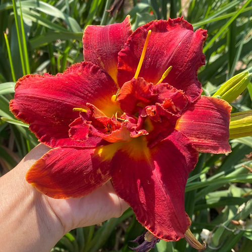 进口大花萱草苗多年生花卉庭院花园阳台盆栽地栽植物宿根耐寒耐热