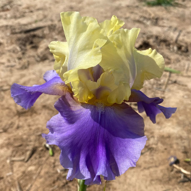 德国鸢尾进口苗多年生宿根花卉庭院花园阳台地栽盆栽植物耐寒