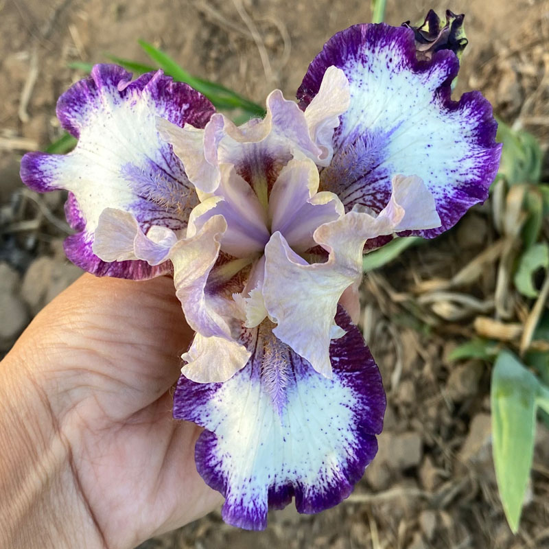 德国鸢尾进口块根苗多年生宿根花卉庭院花园阳台地栽盆栽植物耐寒