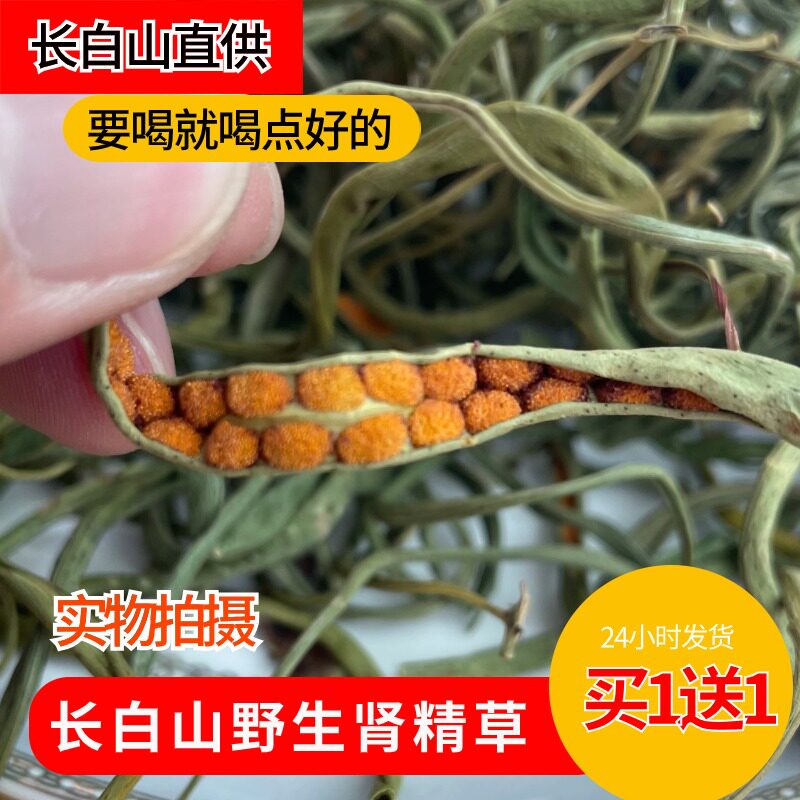 长白山肾精草野生黄金草嗷嗷叫化石草东北吉林大哥草石韦草关东男