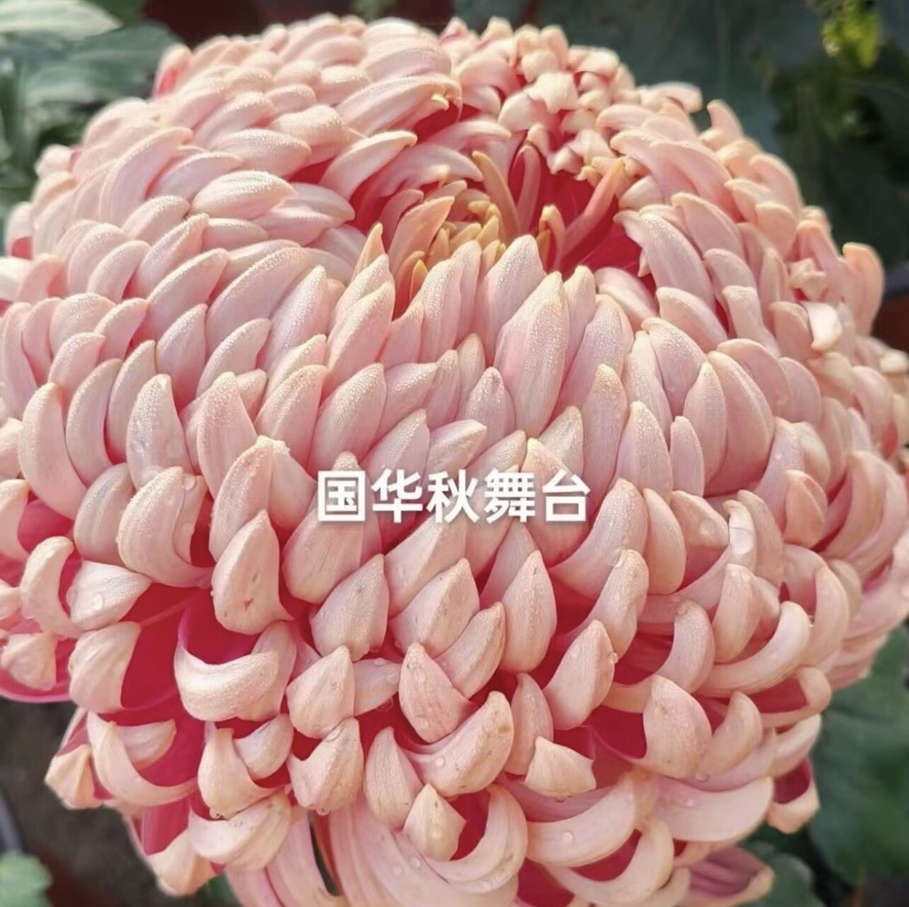 【多头秋舞台】大花菊花盆栽大花多年生耐寒好养花卉带花苞发货