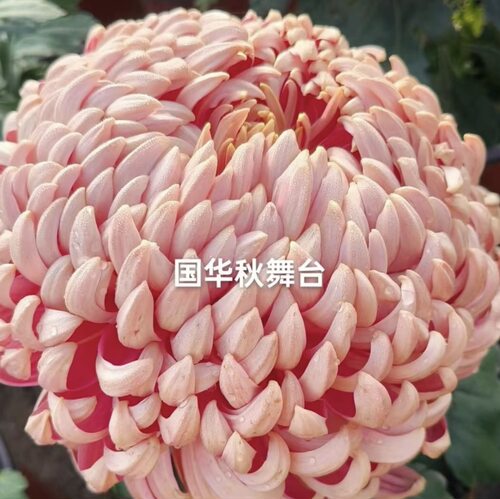 【多头秋舞台】大花菊花盆栽大花多年生耐寒好养花卉带花苞发货