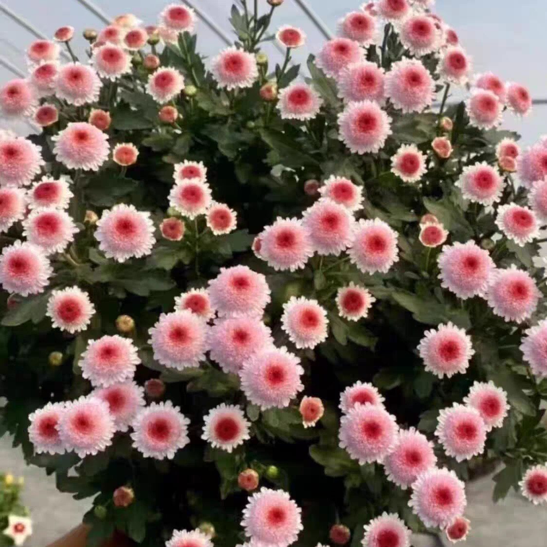 【珠玉之卵】菊花多头小菊花开花菊花类