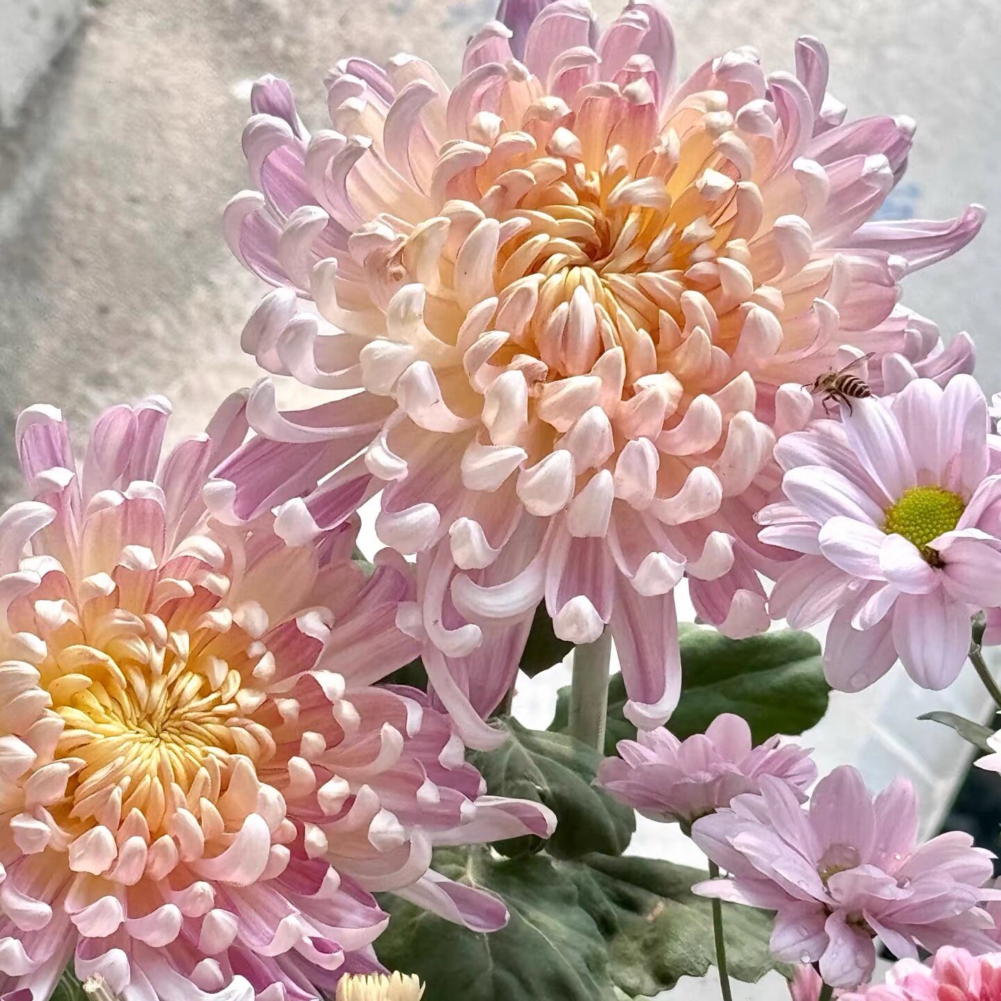 【多头国华初樱】大花菊花盆栽大菊花类