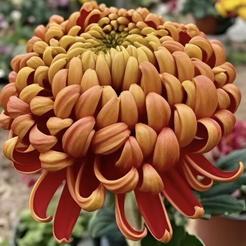【富爱格】稀有大花菊花盆栽大花多年生耐寒好养花卉