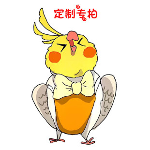 小鹦鹉鸟 衣服特殊定制专拍