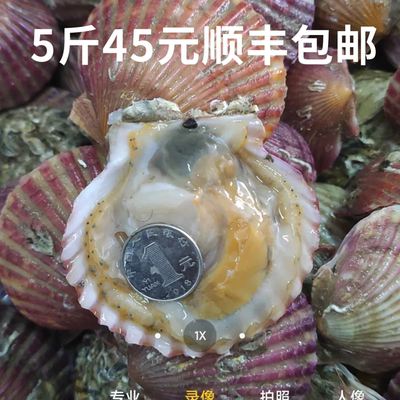 顺丰包邮 】5斤特大港湾贝小红贝鲜活扇贝可做蒜蓉粉丝味超生蚝