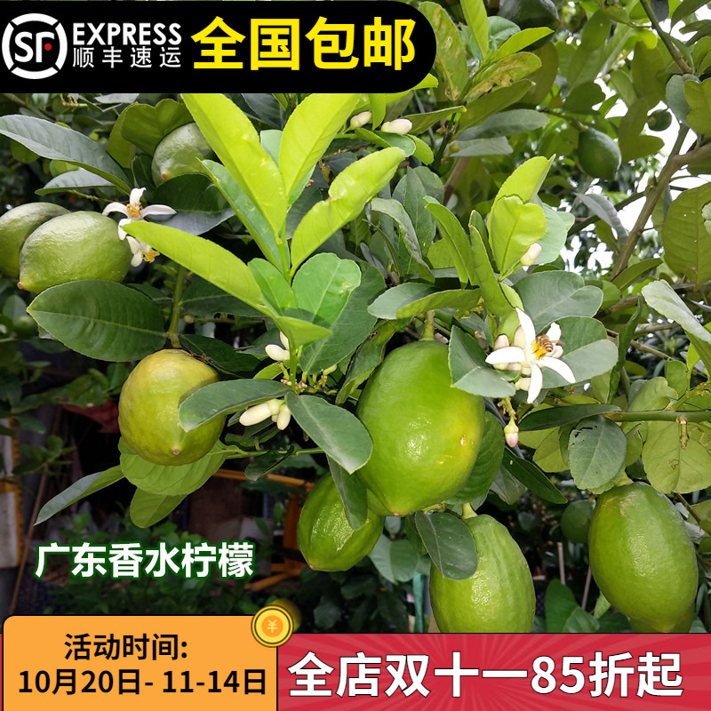 正宗广东香水柠檬四季结果果树苗味道香浓带土带叶14年淘宝老店