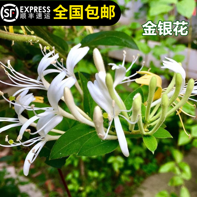 金银花室外露天四季食用解热气