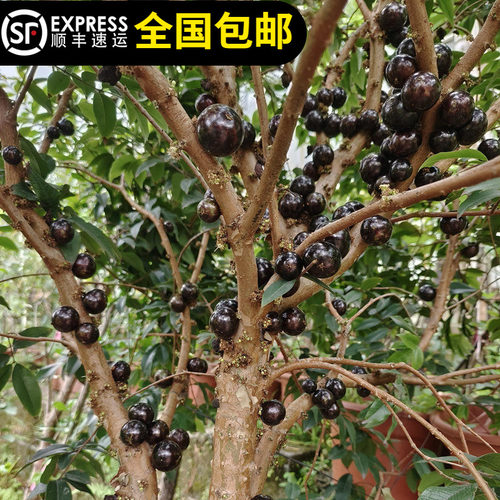 台湾四季红妃嘉宝果树苗树葡萄果树苗四季结果树盆栽地栽15年店