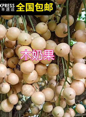 木奶果苗泰国木奶果树苗果多多阳台庭院盆栽绿植带土带叶15年老店
