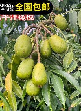 太平洋橄榄苗四季结果树苗榄果树苗地载盆栽果树东莞15年淘宝老店
