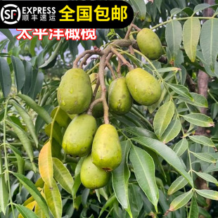 太平洋橄榄四季结果乌榄青橄榄树苗榄地载盆栽果树15年淘宝老店