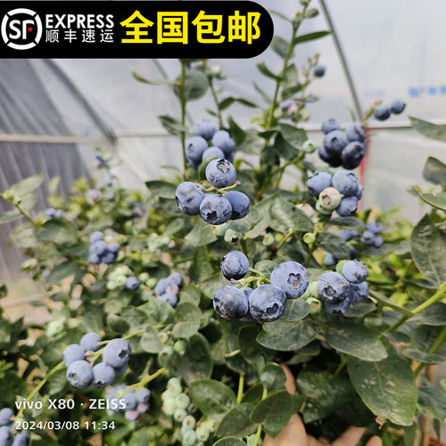 蓝莓苗优瑞卡大果蓝莓南北种植