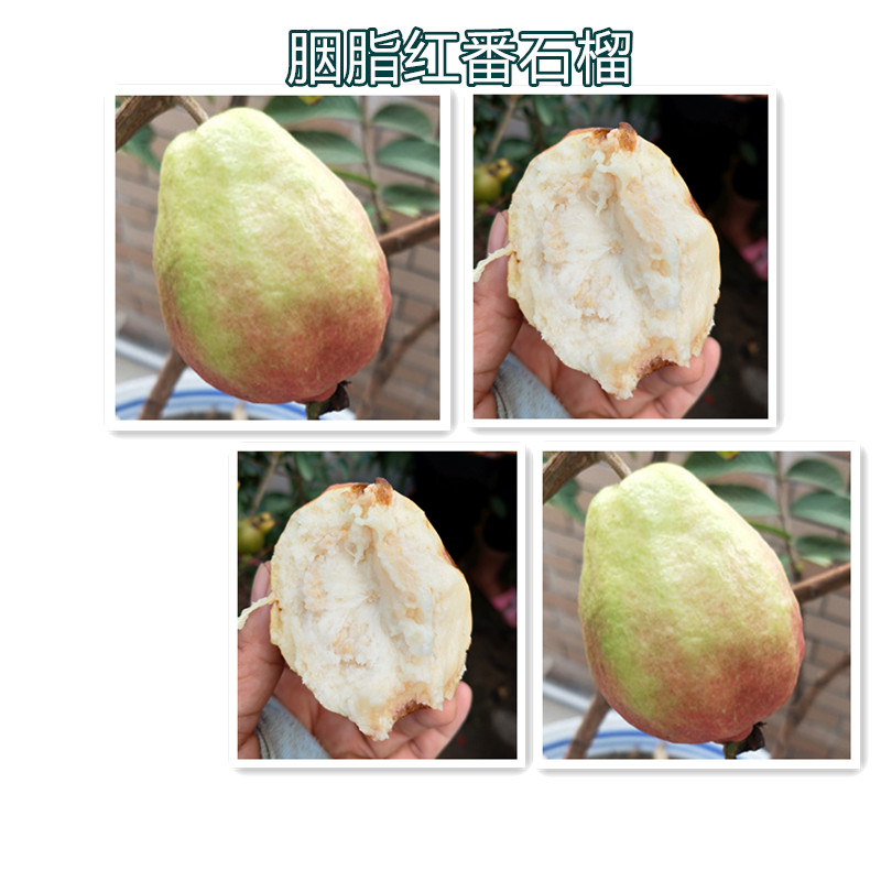 胭脂红番石榴树苗红肉白肉四季果树香浓甜软滑淘宝老店