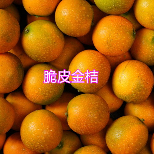 八房柑苗嫁接苗脆皮桔苗脆蜜桔第三代甜金桔水果桔正宗15年老店