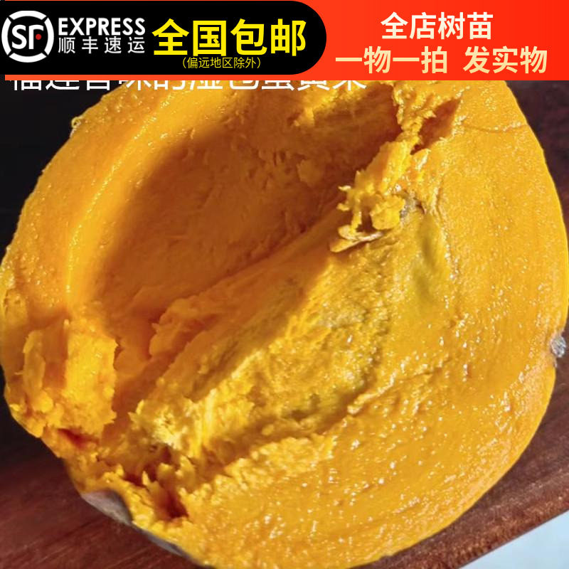 AL罗斯果苗湿包榴莲味香味的鸡蛋果蛋黄果树苗嫁接苗东莞15年老店