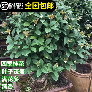 桂花苗四季 桂花香气清新花可食用花期200天左右室内室外种植容易
