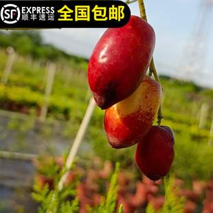 红枣苗鸡心红枣树苗爽脆甜果树苗当年结果带土带叶东莞15年淘宝店