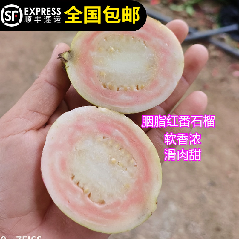 胭脂红番石榴树苗本地四季结果