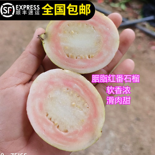 胭脂红番石榴树苗本地四季结果