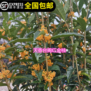 红桂红天香台阁桂花苗红色靓花红红火火花香100多天花期气味香