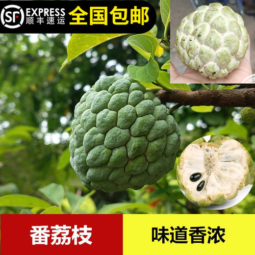 本地番鬼荔枝苗番荔枝味道香浓佛陀果佛头果树苗15年淘宝老店