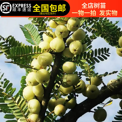 油甘子果树苗余甘果滇橄榄果油柑果苗牛甘果南北方可种15年老店