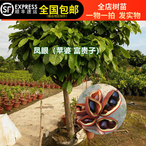 富贵子树苗凤眼果树苗苹婆果树苗频婆果树苗连盆叶土15年淘宝老店