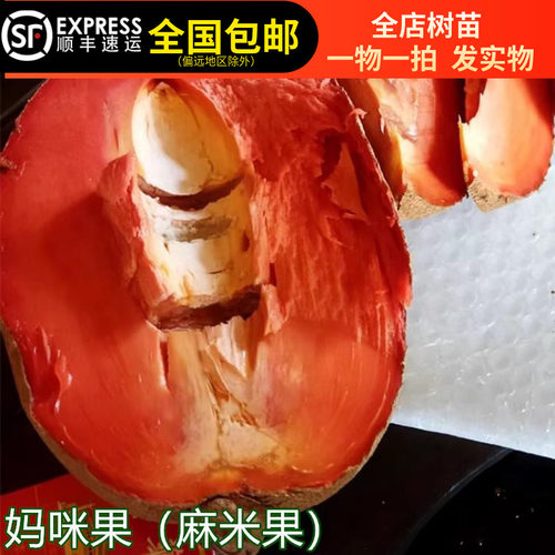 妈咪果苗嫁接树苗马加纳马梅果麻米果南北方种植盆栽耐寒15年老店