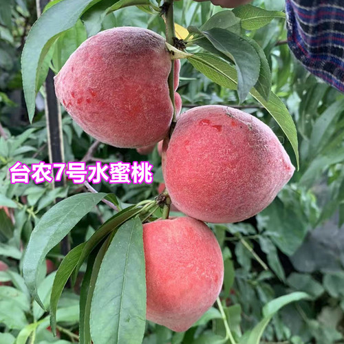 台农7号水蜜桃苗黄油树苗嫁接苗冬桃油桃果树苗南北种15淘宝老店