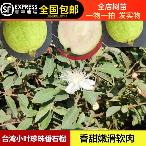 软糯香甜番石榴台湾小叶珍珠番石榴四季结果15年淘宝老店