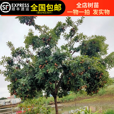 人参果苗人心果树苗软枝大果甜度高四季开结果东莞15年淘宝老店