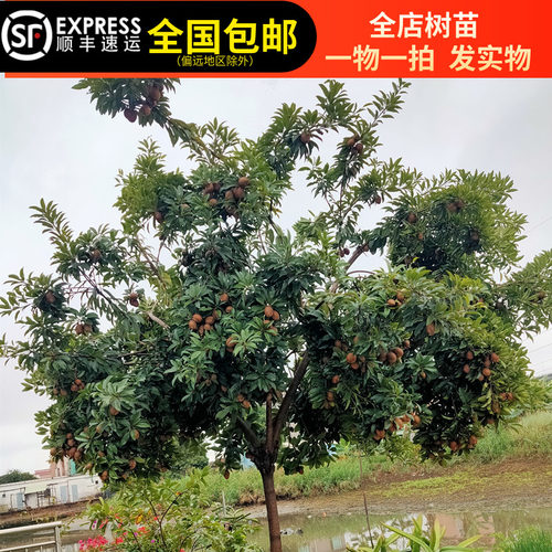 人参果苗人心果树苗软枝大果甜度高四季开结果东莞15年淘宝老店