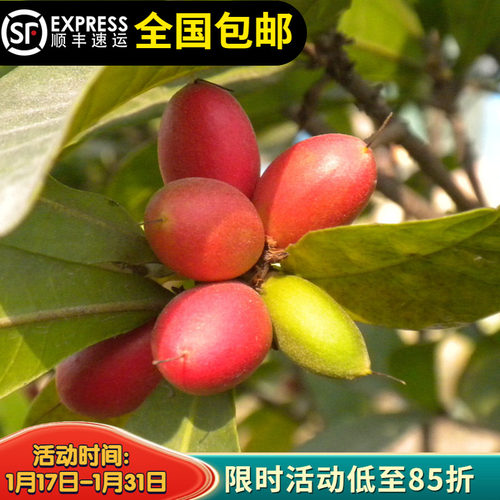 神秘果树苗水果树带土带叶